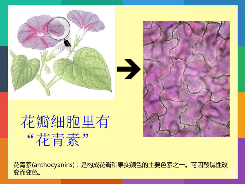 人教版化学选修6《实验化学》 实验1-1 蓝瓶子实验 课件 (共24张PPT)