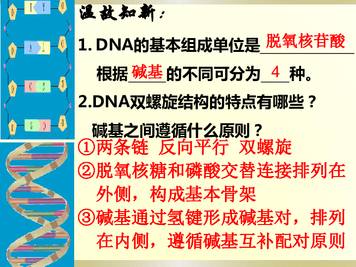 新人教版高中必修2生物3.3-DNA的复制(共33张PPT)