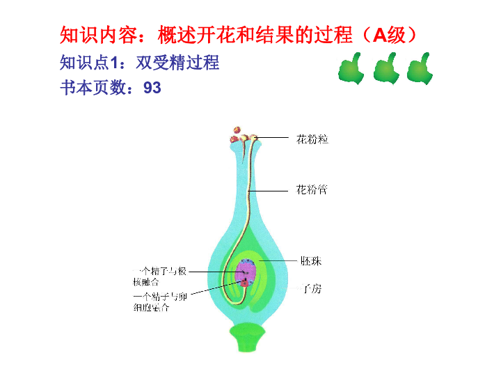 苏科版八上生物191植物的生殖共计28张ppt