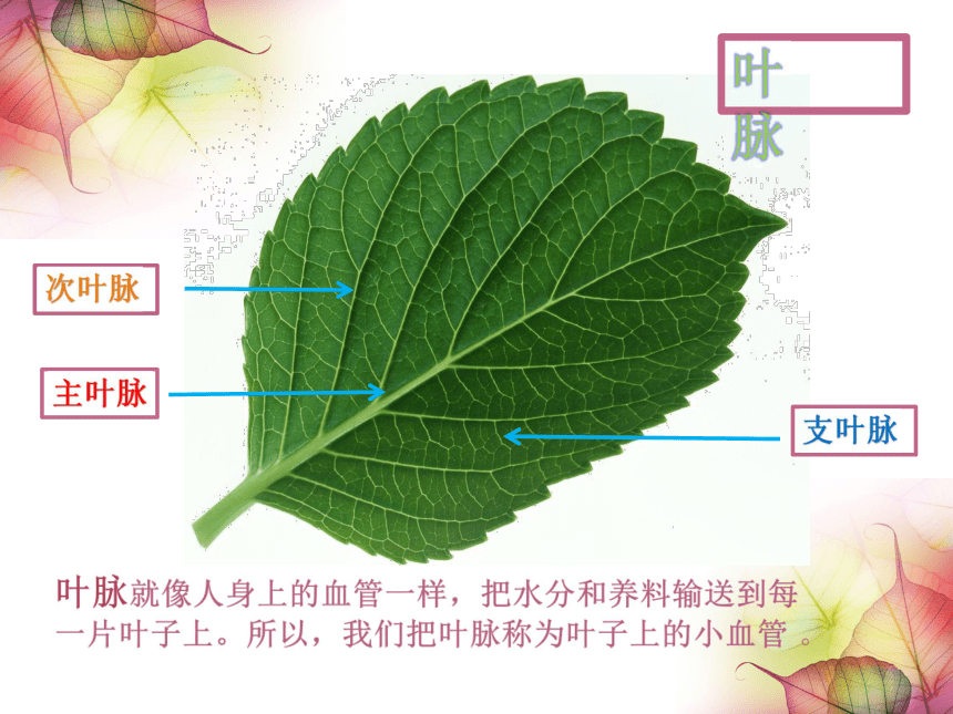 叶子的血管的图片大全图片