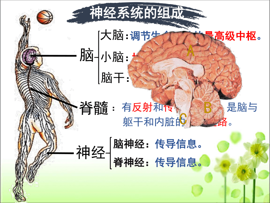 神经系统的组成构图图片