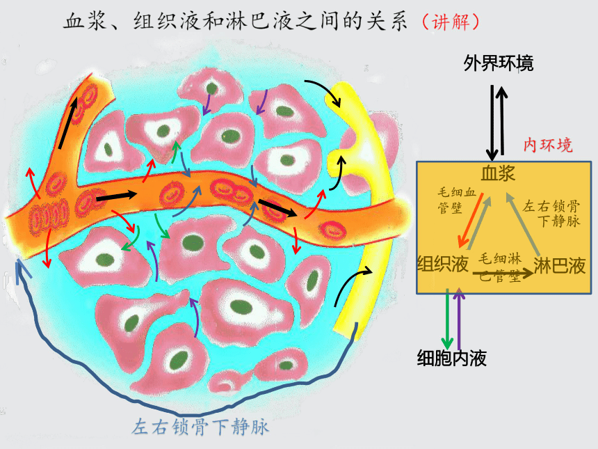 血浆淋巴组织液模型图图片