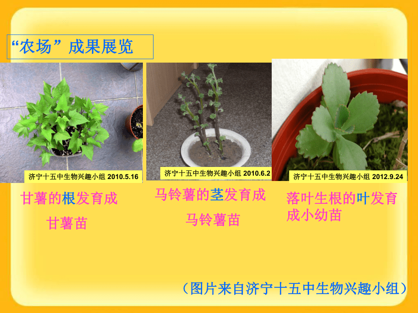济南版八年级上册第四单元第一章第七节 植物的营养生殖课件（共31张PPT）
