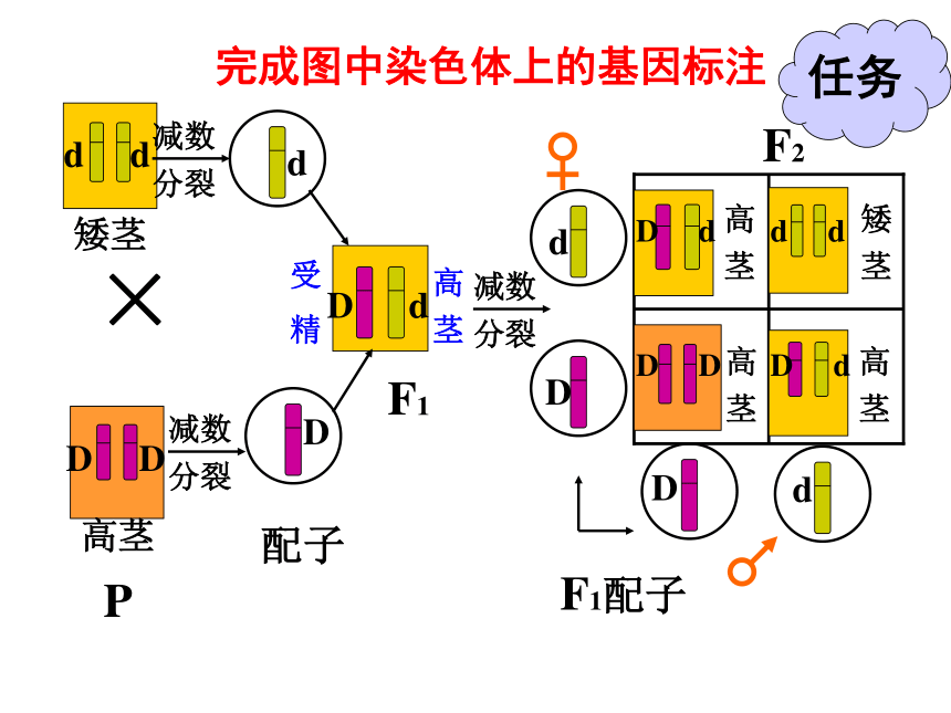 高中生物人教版必修2第二章第2节 基因在染色体上  课件（33张ppt）