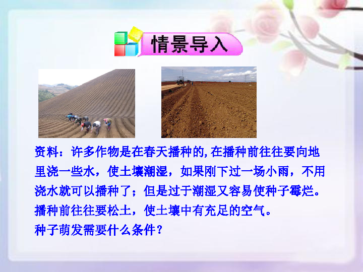 植物种子的萌发课件 （29张PPT）