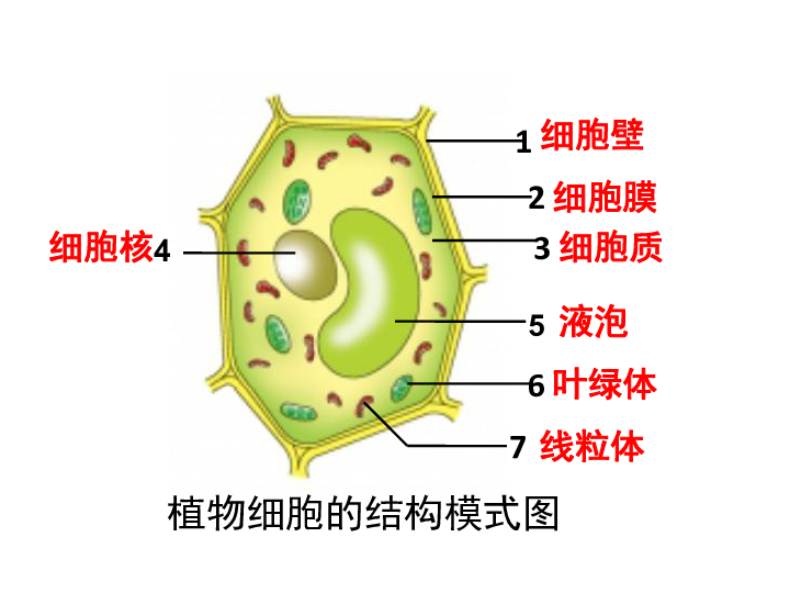 济南版生物七上第二章第一节细胞的结构和功能（二）课件