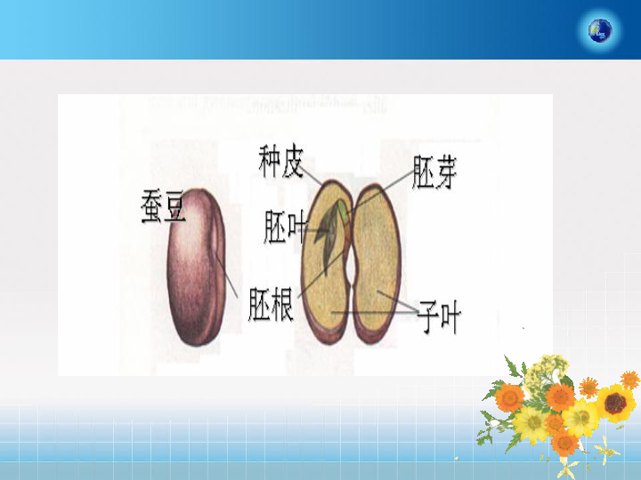 蚕豆的胚根和胚芽图片图片