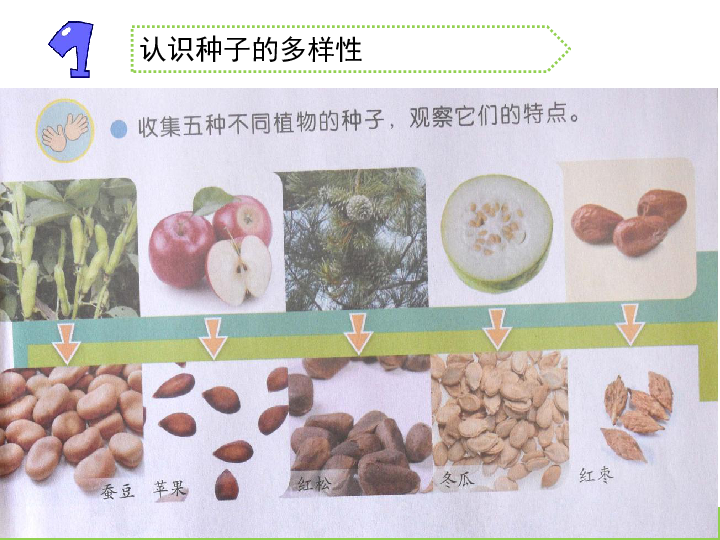 三年级下册科学课件 1.种子发芽了       苏教版(共15张PPT)