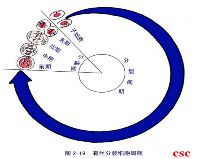 人教版高一生物必修一第六章：6.1-细胞增殖   复习课件 共21张PPT