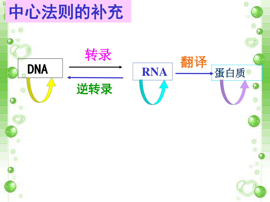 人教版高中生物必修二第四章第二节 基因对性状的控制（31张PPT）