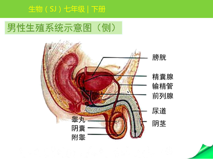 2020春苏教版生物七年级下册第四单元第八章第一节精卵结合孕育新的