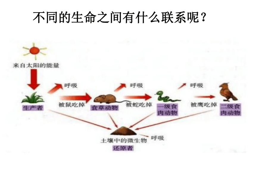 5.1.2美丽多样的生命 课件