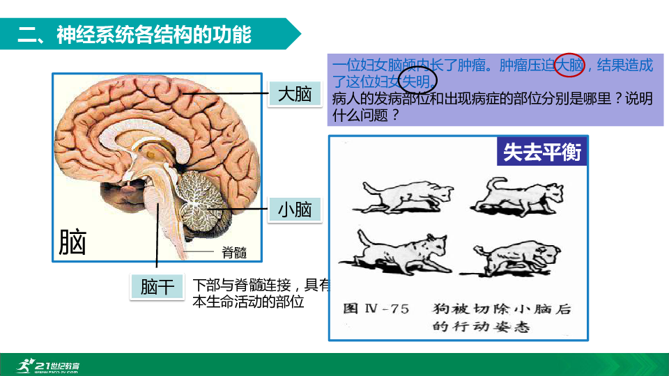 2020年春人教七下生物第六章第二节神经系统的组成与功能 教学课件