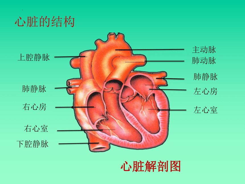 初中生物心脏结构简图图片