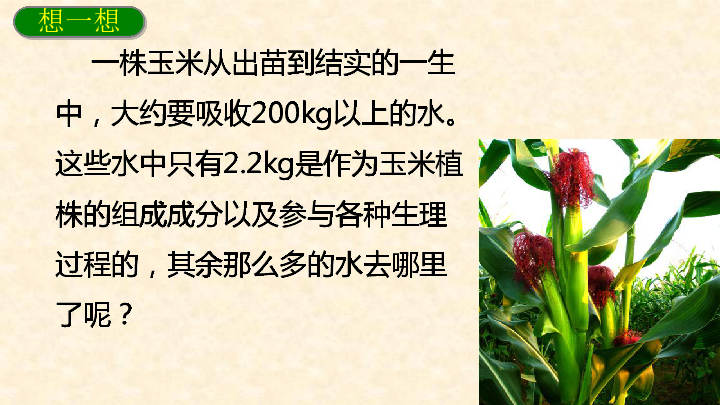 苏科版八年级上册生物 18.1绿色植物与生物圈的水循环 课件  (18张PPT)