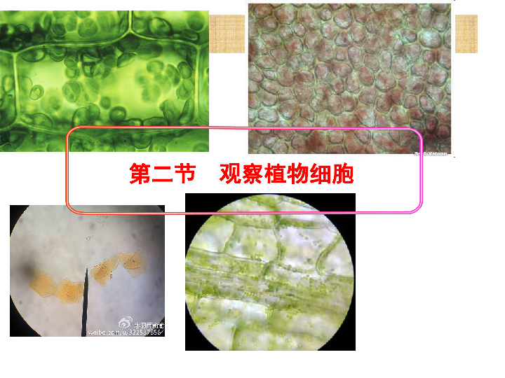 1.2植物细胞（32张ppt）