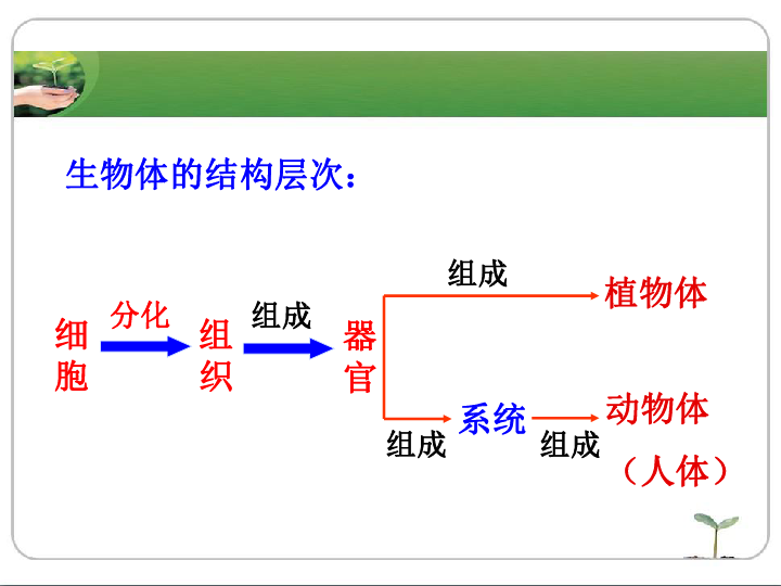 冀教版七上生物第二章 生物體的結構層次第4節《單細胞的生物體》參考