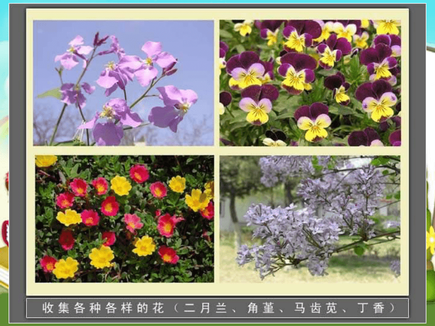 植物的花课件PPT下载 青岛版科学五年级下册课件