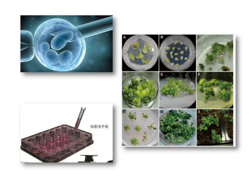 细胞工程ppt图片