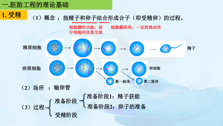 1胚胎工程的理論基礎課件(27張ppt)