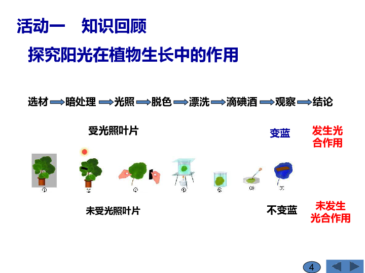 蘇科版生物七上41植物的光合作用第一課時探究陽光在植物生長中的作用