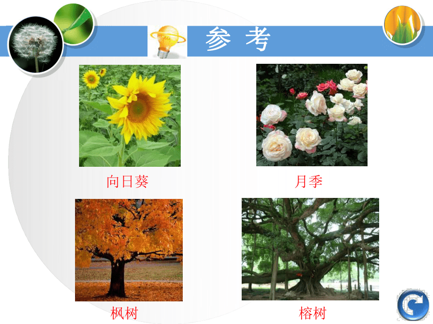 2016秋湘教版科学三上2.1《身边的植物》ppt课件