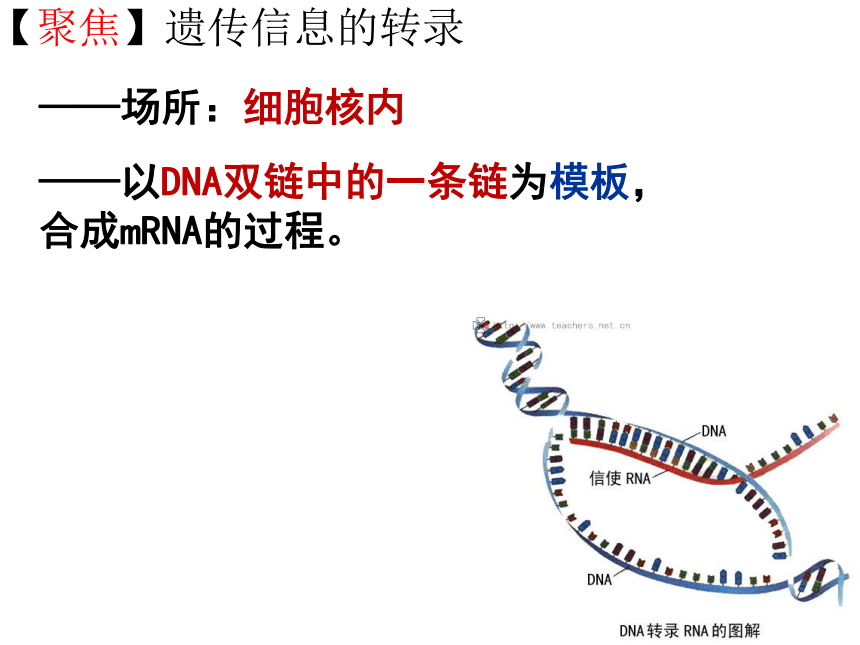 人教版高一生物必修二（课件）4.1基因指导蛋白质的合成 （共62张PPT）