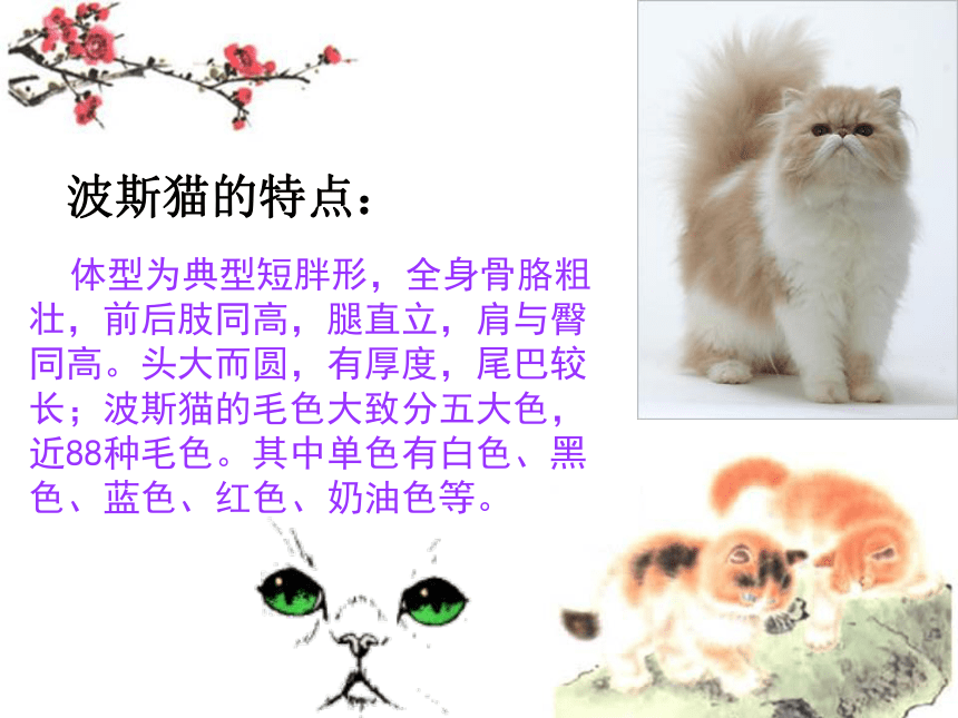 波斯猫找快乐  课件