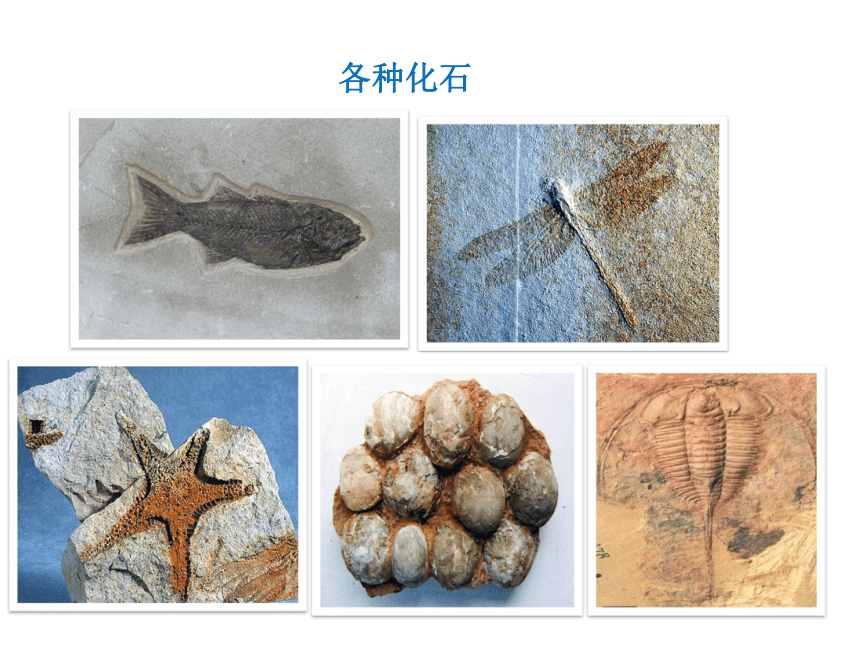 济南版生物八下5.1.2生物进化的证据 课件（22张ppt）