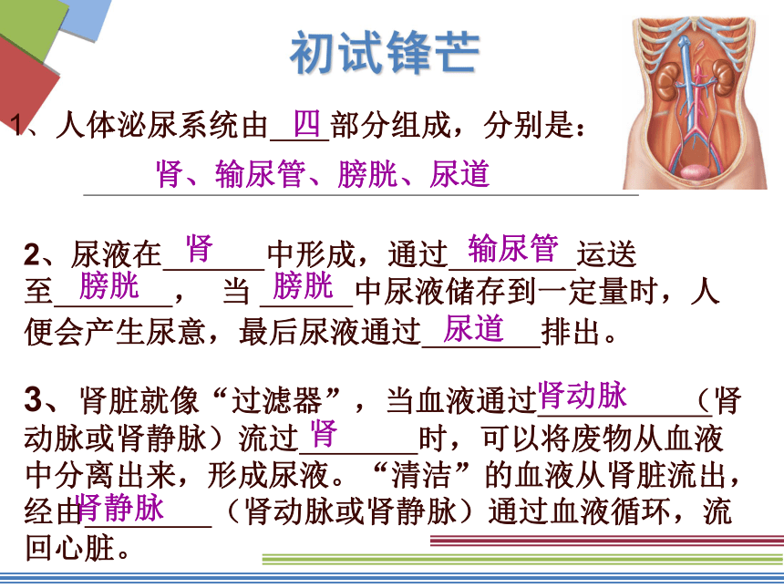 蘇教版七年級下冊生物111人體泌尿系統的組成課件15張ppt