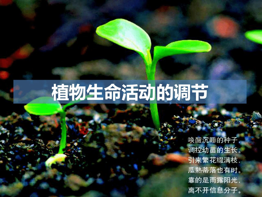 苏教版高中生物必修三2.4植物生命活动的调节 (共61张PPT)