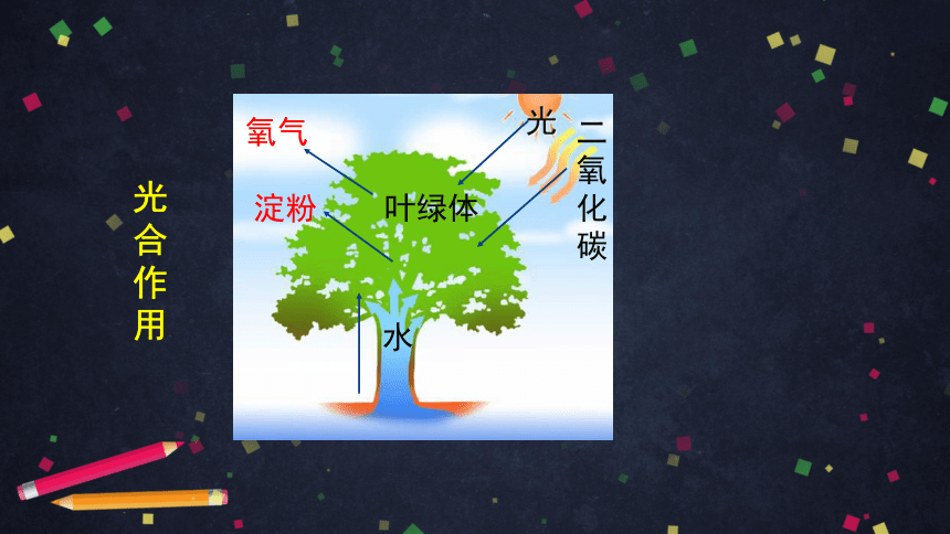 2绿色植物的光合作用