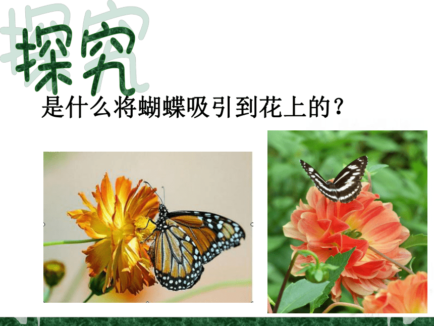 是什么将蝴蝶吸引到花上去的科学探究设计
