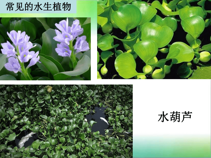 1.4 水生植物 课件