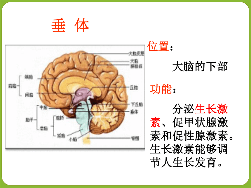 第四节激素调节 课件43张PPT