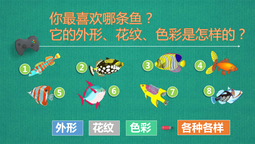 人美版一年级上册美术 17.谁画的鱼最大 课件(共17张PPT)