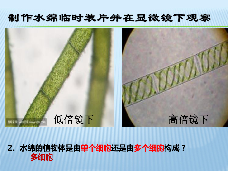 藻类植物课件(共24张PPT)