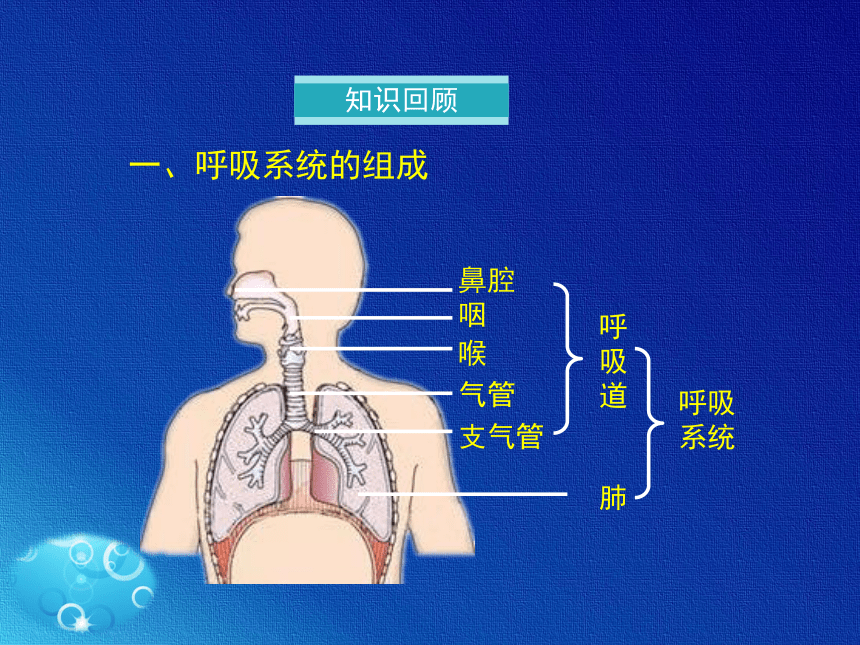 人教版七年级生物下册课件第三章第二节《发生在肺内的气体交换》课件(共22张PPT)