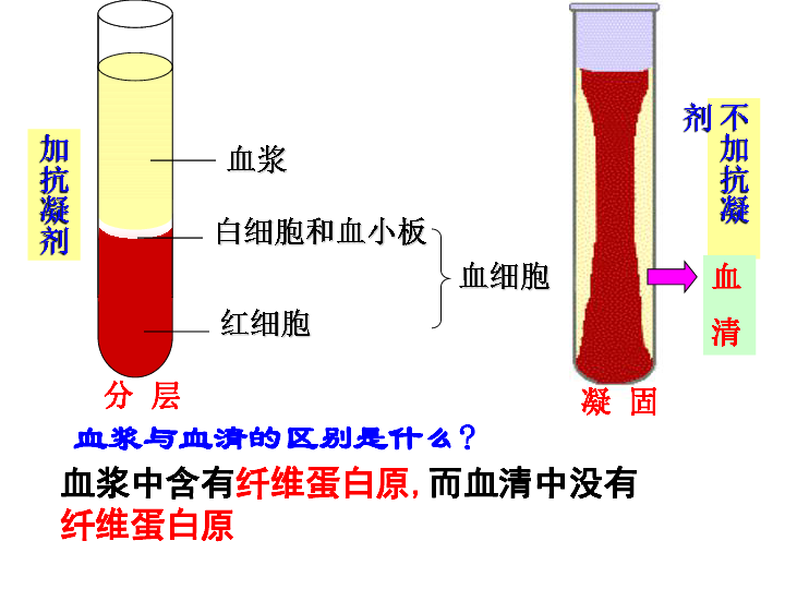 济南版七下生物 3.1物质运输的载体 课件(23张PPT)