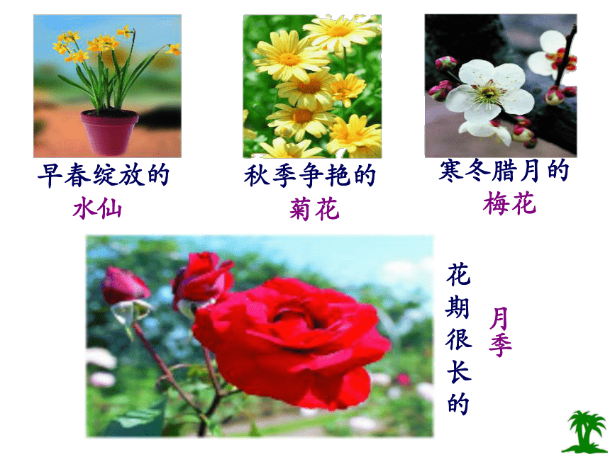 植物的开花和结果(共22张PPT)