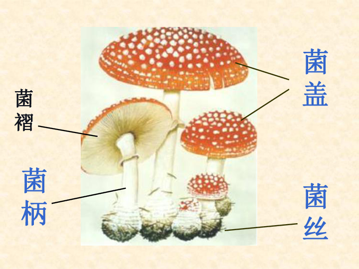第4课《蘑菇》课件（19张PPT）