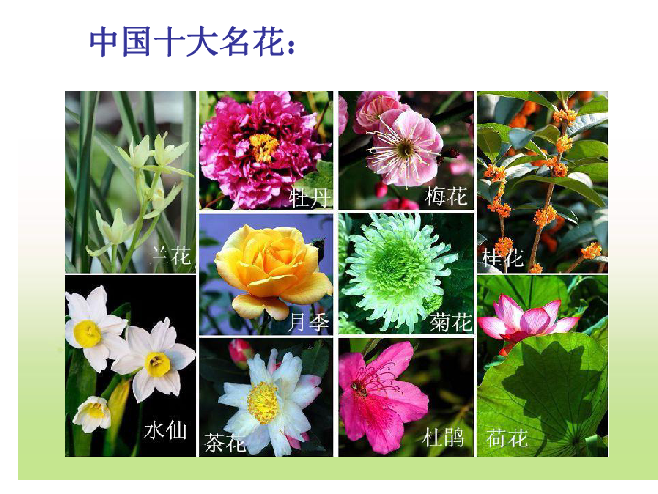 10美丽的花 课件（20张幻灯片）