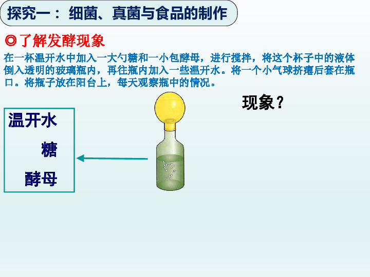 6.1.5《人类对细菌和真菌的利用》课件（28张ppt）