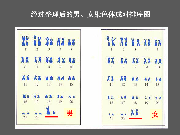 人教版八年级生物下册 2.4人的性别遗传-课件(共45张PPT)