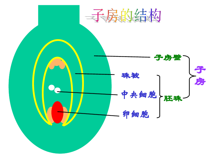 百合胚囊结构图图片