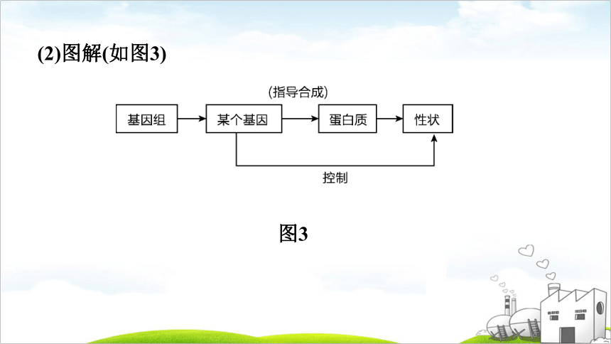 第16课时　生物的遗传和变异课件(共54张PPT)2022年福建中考生物考点梳理