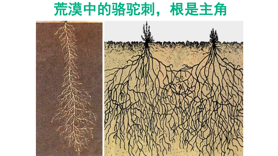 人教版初中生物七年级上册第一单元 第二章 第一节 生物与环境的关系  课件（28张PPT）