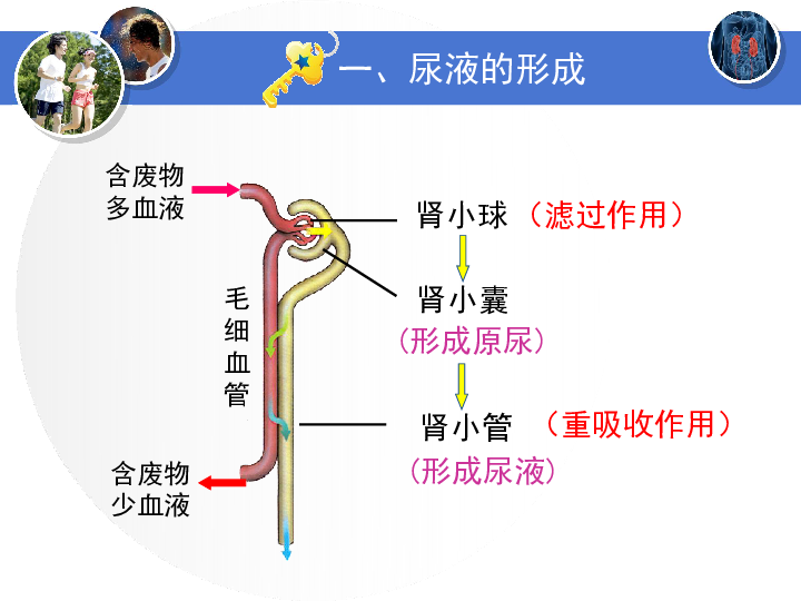 冀教版七下生物32排泄课件共17张ppt