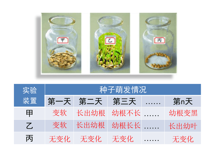 第一章綠色開花植物的一生第四節種子的萌發課件28張ppt