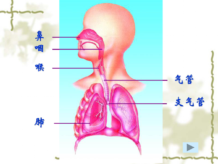 苏科版七上生物 3.7.2人体的呼吸 课件   (17张PPT)